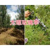 青脆李與脆紅李哪個(gè)好？大理脆紅李樹苗供應(yīng)-脆供李苗價(jià)格