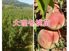 大理1年生冬桃苗-中華二號(hào)冬桃苗出售/15987626123圖1
