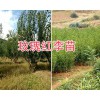 大理新品種冬桃苗、脆紅李苗銷售，50萬棵李苗桃苗供應(yīng)