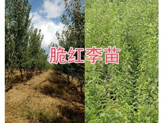 大理脆紅李樹苗種植基地：25萬棵新品種李苗銷售圖1