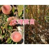 大理彌渡果苗供應(yīng)：脆紅李子苗、中華2號冬桃苗現(xiàn)貨批發(fā)