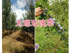 大理彌渡果苗供應(yīng)：脆紅李子苗、中華2號(hào)冬桃苗現(xiàn)貨批發(fā)圖2