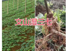 新鮮三七價格&新鮮三七規(guī)格-文山濕三七批發(fā)供應(yīng)圖1