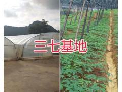 文山市三七栽培基地：銷售三七頭、三七花圖1