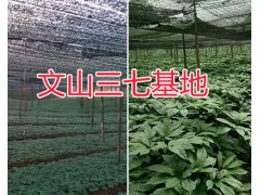 文山市三七栽培基地：銷售三七頭、三七花圖3