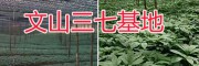 戴帽三七頭銷(xiāo)售-文山三七銷(xiāo)售基地