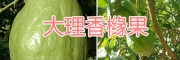 上好香櫞果、香櫞果銷售-大理香櫞種植基地