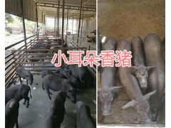 小耳朵香豬養(yǎng)殖基地-玉溪小耳朵香豬供應(yīng)/香豬價格圖1