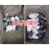 云南巴馬香豬報價-商品香豬銷售、香豬種苗批發(fā)