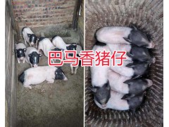 云南巴馬香豬產(chǎn)地—玉溪巴馬香豬養(yǎng)殖場-小耳朵香豬圖1