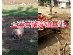 云南巴馬香豬產(chǎn)地—玉溪巴馬香豬養(yǎng)殖場-小耳朵香豬圖3