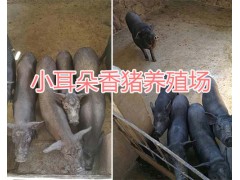云南巴馬香豬產(chǎn)地—玉溪巴馬香豬養(yǎng)殖場-小耳朵香豬圖2