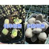 云南多肉植物基地在哪？/錢串、奶酪-六角海棠多肉栽培