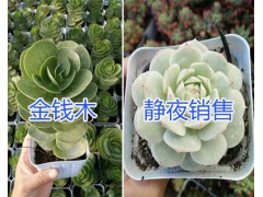 昆明多肉植物哪里進(jìn)貨？植物齊全價(jià)格低的多肉栽培基地圖2
