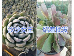 昆明多肉植物哪里進(jìn)貨？植物齊全價(jià)格低的多肉栽培基地圖3