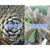 多肉植物沙沙女王、紹羞哪里有賣？昆明多種植物銷售商