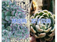 多肉植物沙沙女王、紹羞哪里有賣？昆明多種植物銷售商圖2