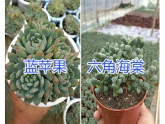多肉植物沙沙女王、紹羞哪里有賣？昆明多種植物銷售商圖3