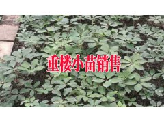 產(chǎn)地重樓苗|優(yōu)質馬龍重樓小苗|圖2