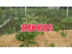 今日云南重樓苗供應信息|獨角蓮種苗采購|獨定子種子圖1