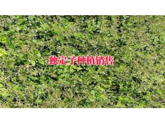 金鐵鎖、重樓、黃草烏種苗_馬龍縣生物科技開(kāi)發(fā)有限公司圖2