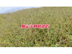 獨(dú)定子價(jià)格|獨(dú)定子種子2018年價(jià)格|鮮重樓多少錢一公斤圖3
