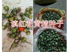 滇紅花黃精塊莖苗價(jià)格/滇黃精種子2018價(jià)格-紅河鮮重樓銷售圖2
