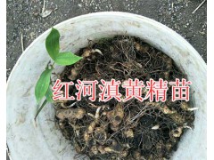 滇紅花黃精塊莖苗價(jià)格/滇黃精種子2018價(jià)格-紅河鮮重樓銷售圖3