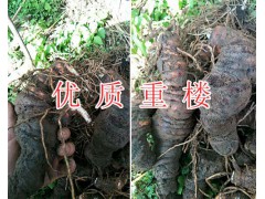 滇重樓一畝產(chǎn)量/紅河新鮮重樓2018價(jià)格*重樓苗批發(fā)價(jià)圖2