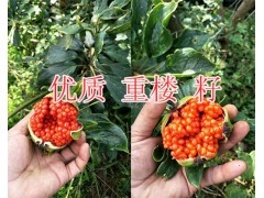 滇重樓一畝產(chǎn)量/紅河新鮮重樓2018價(jià)格*重樓苗批發(fā)價(jià)圖3