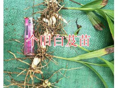 白芨目前市場價格*出芽白芨苗圖片-紅河白芨小苗銷售圖3