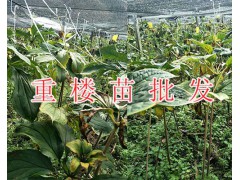 多芽重樓苗一棵多少錢？重樓籽一斤價(jià)格/紅河鮮重樓批發(fā)圖1