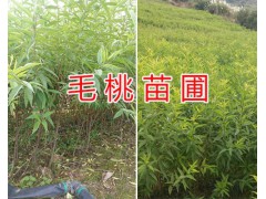 實生板栗苗批發(fā)價格-云南哪里有板栗苗/昆明板栗苗供應(yīng)圖2