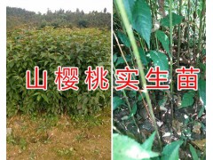 實生板栗苗批發(fā)價格-云南哪里有板栗苗/昆明板栗苗供應(yīng)圖3