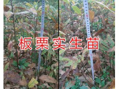 山櫻桃苗價(jià)格*1年生櫻桃實(shí)生苗供應(yīng)圖3