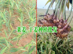 干姜(生姜)的價(jià)格行情動態(tài)_干姜批發(fā)價(jià)格圖1