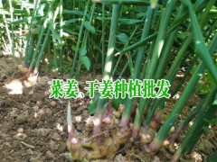 干姜(生姜)的價(jià)格行情動態(tài)_干姜批發(fā)價(jià)格圖3