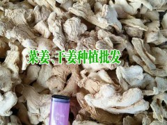 羅平生姜價格_云南羅平生姜交易市場_生姜銷售經(jīng)營部圖3