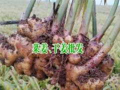 干姜塊多少錢_羅平生姜價格_菜姜、干姜_姜塊生產(chǎn)供應(yīng)商圖2