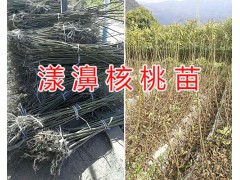 云南漾濞核桃苗價格&漾濞核桃苗特點-漾濞核桃苗栽培圖2