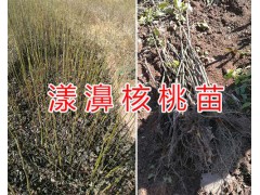 娘青核桃苗-云南核桃樹(shù)苗基地/大理優(yōu)質(zhì)核桃苗供應(yīng)圖3