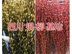 銀柳花批發(fā)價(jià)格&四川銀柳銷(xiāo)售價(jià)格/銀柳加工基地圖2