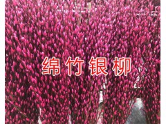 銀柳花批發(fā)價(jià)格&四川銀柳銷(xiāo)售價(jià)格/銀柳加工基地圖1