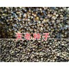 昆明天門冬種子價(jià)格&近期天冬種子供應(yīng)13888135446