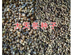 云南天冬種子一公斤的價格&昆明天門冬種植合作社圖3