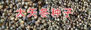 云南藥材種苗信息網/昆明新鮮中藥種子天門冬批發(fā)