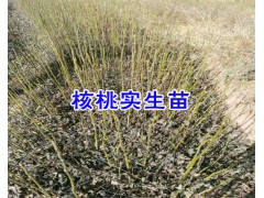 云南漾濞核桃苗價格&漾濞核桃苗特點-漾濞核桃苗栽培圖3
