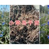 小草烏銷售價(jià)格&新鮮小草烏圖片-富源小草烏干貨