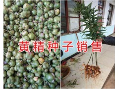 曲靖金鐵鎖（種子）產(chǎn)地滇黃精種子銷售圖3