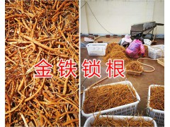 曲靖金鐵鎖（種子）產(chǎn)地滇黃精種子銷售圖1